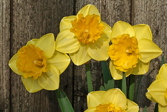 Daffodil 'Gringo' - 5 bulbs