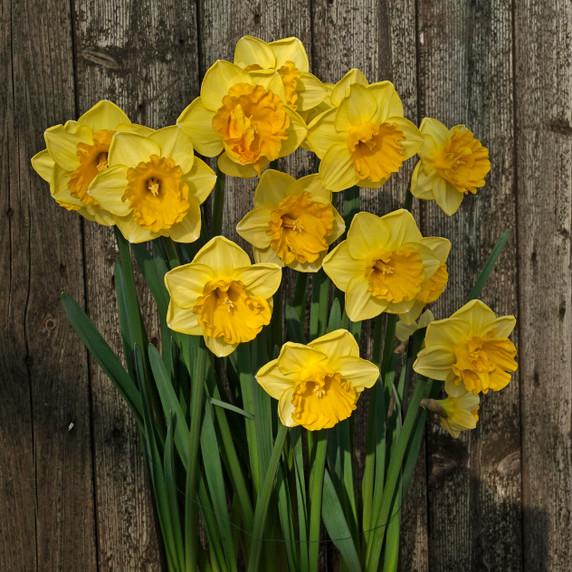 Daffodil 'Gringo' - 5 bulbs