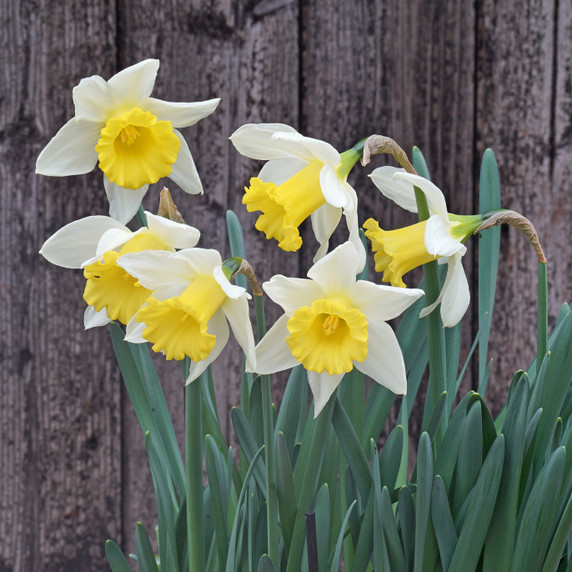 Daffodil 'Melyor' - 5 bulbs