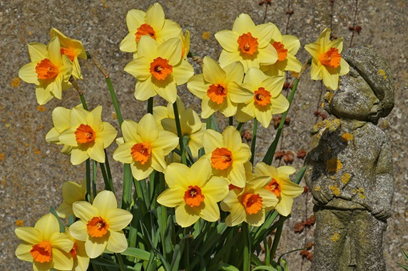 Daffodil 'Texel Sun' - 5 bulbs