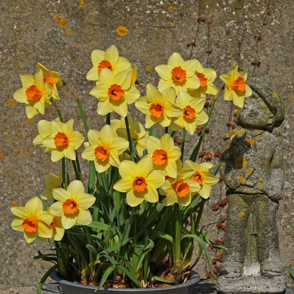 Daffodil 'Texel Sun' - 5 bulbs