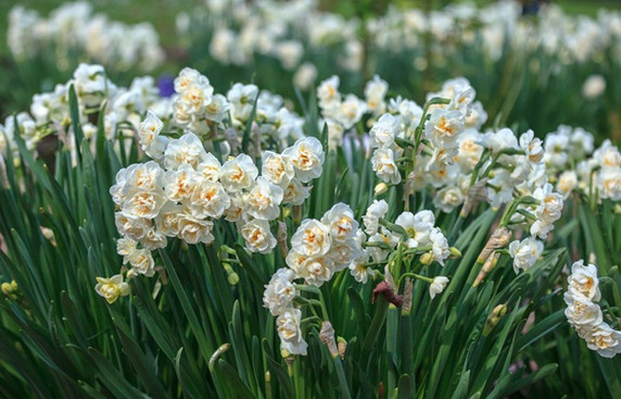 Daffodil tazetta 'Bridal Crown' - 5 bulbs
