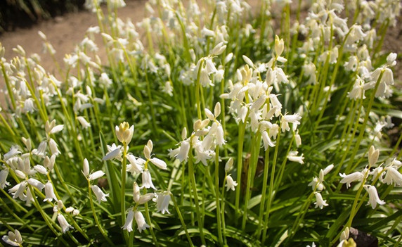 Hyacinthoides hispanica 'White City Bluebells' - 10 bulbs 