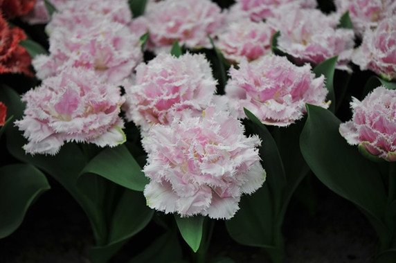 Tulipa 'Ranomi' - 5 bulbs