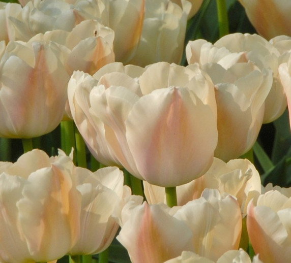 Tulipa 'Apricot Pride' - 5 bulbs