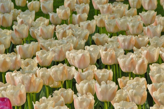 Tulipa 'Apricot Pride' - 5 bulbs