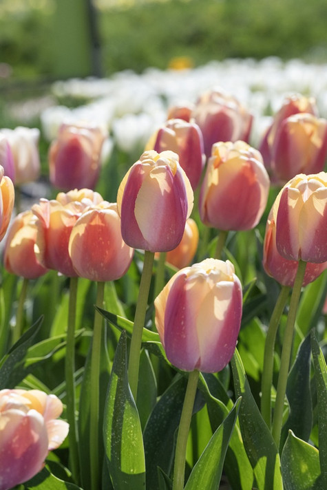Tulipa 'Coral Pride' - 5 bulbs