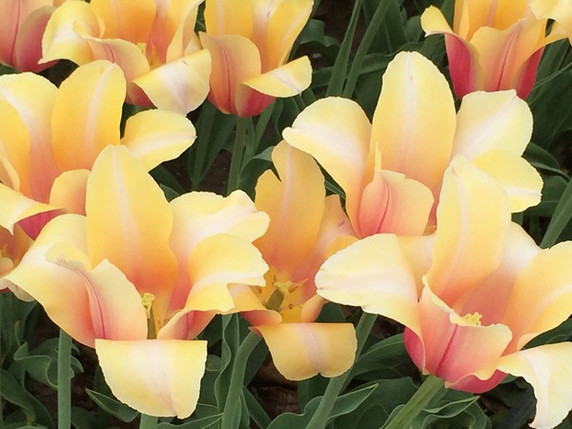 Tulipa 'Blushing Beauty' - 5 bulbs