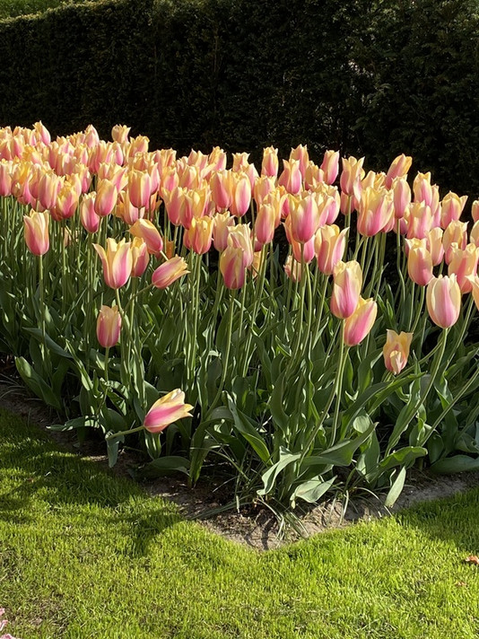 Tulipa 'Blushing Lady' - 5 bulbs