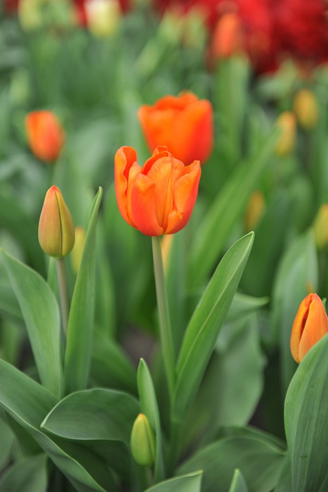 Tulipa 'Cadans' - 5 bulbs