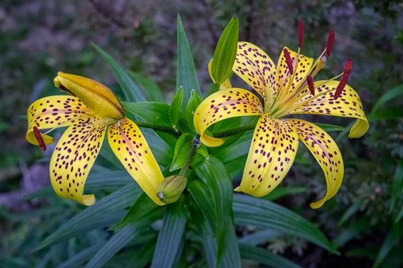 Lilium lancifolium 'Yellow Tiger Lily' - 2 bulbs