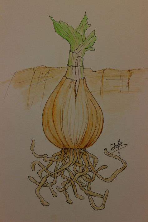 Crinum 'J.C. Harvey' (small) - 1 bulb