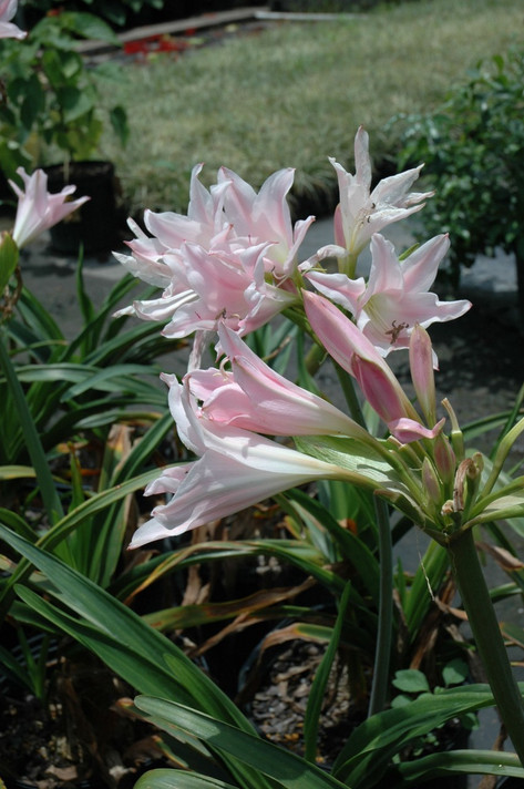 Crinum 'J.C. Harvey' (regular) - 1 bulb