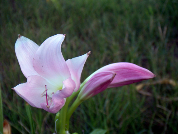Crinum 'J.C. Harvey' (regular) - 1 bulb