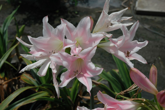 Crinum 'J.C. Harvey' (regular) - 1 bulb