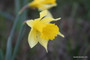 (Pack of 5) Believed to be the parent of trumpet daffodils, this cold-hardy heirloom bulb offers a pleasant fragrance and yellow trumpet blooms.Zones 6-8