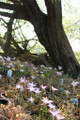 Zephyranthes 'Labuffarosa' - Pink Rain Lily - Four - 4" pots 