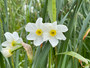 Narcissus 'Twin Sisters' - 10 bulbs 