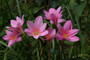 Zephyranthes grandiflora 'Pink Rain Lily' -10 bulbs