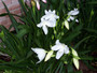 (Pack of 1) Wonderfully clean foliage and vanilla scented blooms.