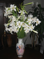 Lilium formosanum Dwarf 'Philippine Lily' - Four 4" pots 