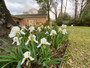 White Cemetery Iris (Iris albicans) - 5 Tubers