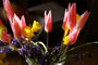 Tulipa clusiana 'Lady Jane' - 20 bulbs