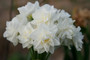 Daffodil  'Erlicheer' - 5 bulbs