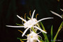Hymenocallis liriosme (native) - 'Texas Spider Lily'  2 Bulbs!