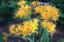 Yellow Spider Lily (Lycoris aurea) - 5 bulbs