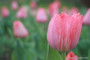Tulipa 'Van Eijk' - 5 bulbs