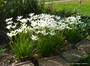 Zephyranthes candida 'White Rain Lily' - Four  4" pots