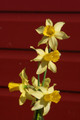  A heart warming early blooming daffodil that reliably signals spring every year. Zones 4-9