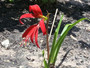 Sprekelia formosissima sp. 'Aztec Lily' - 3 bulbs