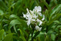 White Ginger Lily - 3 rhizomes