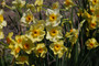Narcissus tazetta "Golden Dawn" - 10 bulbs