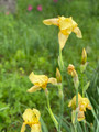 Old Fashioned Yellow Bearded Iris