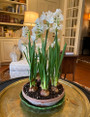 Narcissus  Paperwhite 'Ziva' - 3 bulbs 