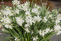 Daffodil 'Thalia' - 5 bulbs