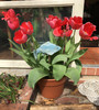 Tulipa 'Pink Impression' -  bulbs