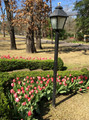 Tulipa 'Pink Impression' -  5 bulbs