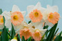 Daffodil 'British Gamble' - 5 bulbs