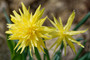Daffodil 'Rip Van Winkle' - 5 bulbs