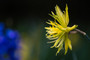 Daffodil 'Rip Van Winkle' - 5 bulbs