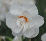 Daffodil 'Acropolis' - 5 bulbs
