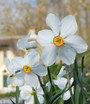 Daffodil 'Actaea' - 5 bulbs