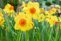 Daffodil 'Monal' - 5 bulbs