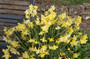Daffodil 'Pipit' - 5 bulbs