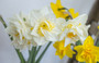 Daffodil 'White Lion' - 5 bulbs