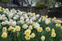 Daffodil 'Tahiti' - 5 bulbs
